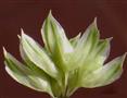  Spikelets